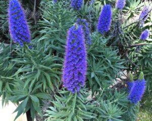 Echium fastuosum